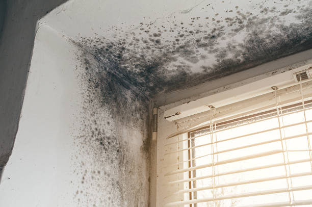 Affordable Hvac And Air Duct Mold Remediation solutions in Cabin John, MD